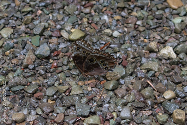 Obraz Blue Morpho Butterfly
