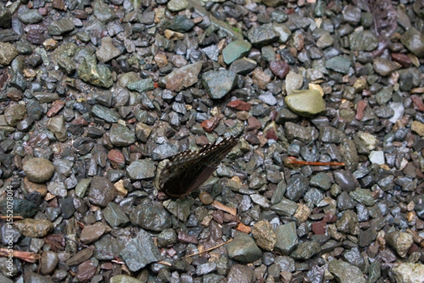 Obraz Blue Morpho Butterfly
