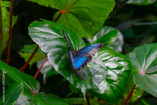 Obraz Blue Morpho Butterfly