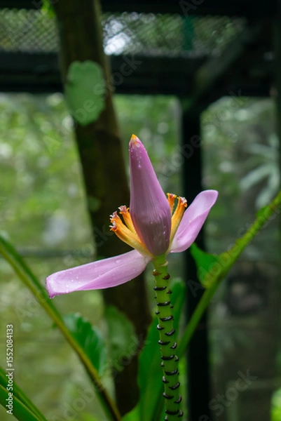 Obraz Banana Tree Flower