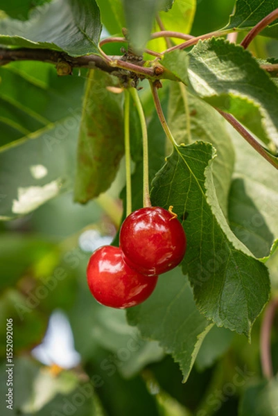 Fototapeta fresh and juicy red cherries on a cherry tree branch