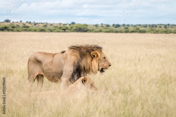 Fototapeta Lion mating couple in the high grass.
