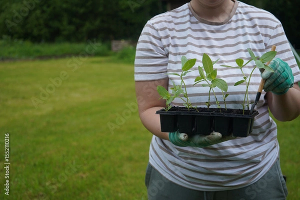 Obraz Close-up image of an anonymous woman cradling a container of young cynia plants.