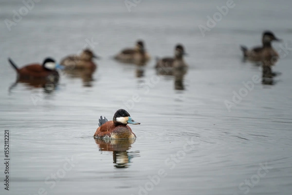 Obraz A raft of ruddy ducks floats peacefully on a still lake.