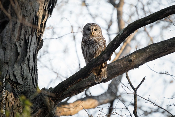 Obraz A barred owl perches silently in a tree as the warm evening light softly illuminates the side of its face.