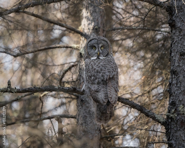 Obraz A great gray owl looking around from its perch deep in a boreal forest.