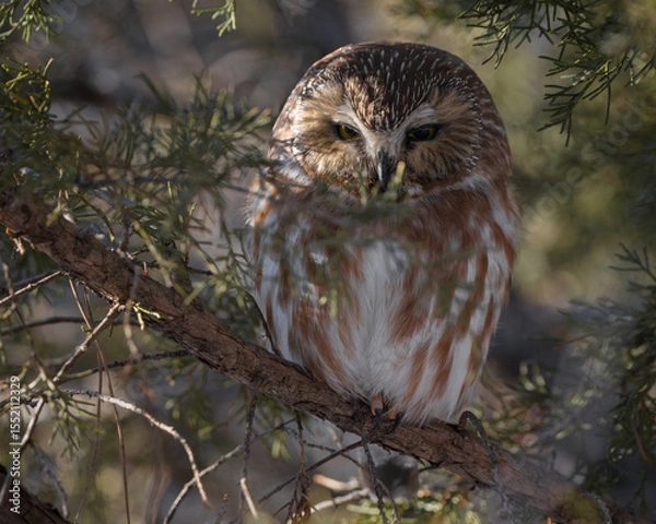 Obraz A portrait of a saw-whet owl sleeping in its roost at sunset.