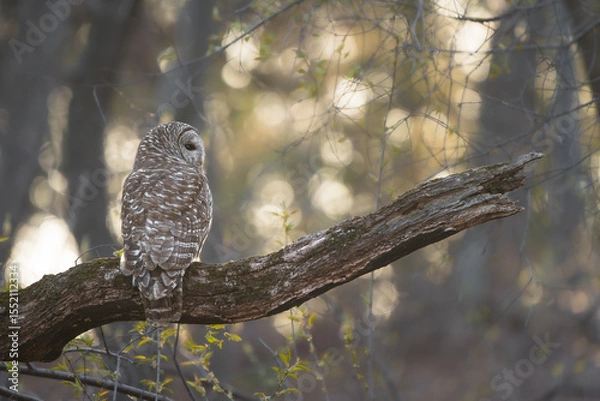 Obraz A barred owl sits on a perch with the golden glow of sunset illuminating the forest in the background. 