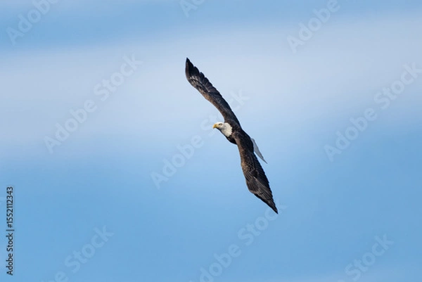 Obraz A bald eagle banks in midair, its wings curved gracefully against a soft blue sky.