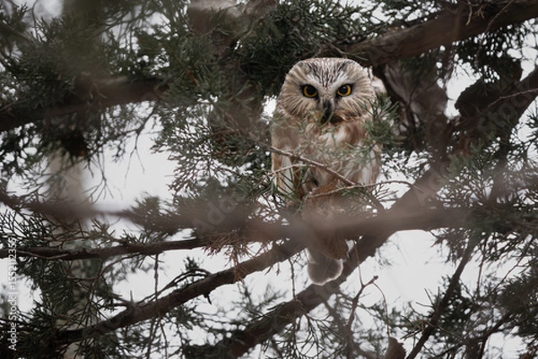 Obraz A northern saw-whet owl nestles deeper into the tree cover, nearly hidden among dense evergreen branches.