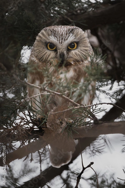 Obraz The intense stare of a saw-whet owl.