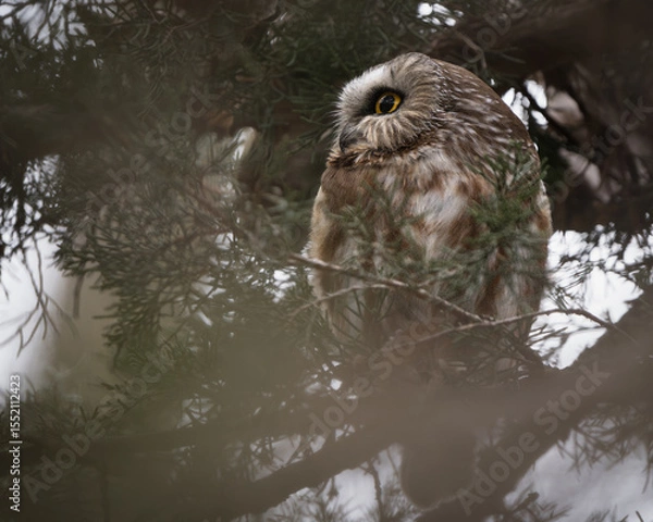 Obraz A saw-whet owl looks around from its perch in a dense grove of cedar trees.
