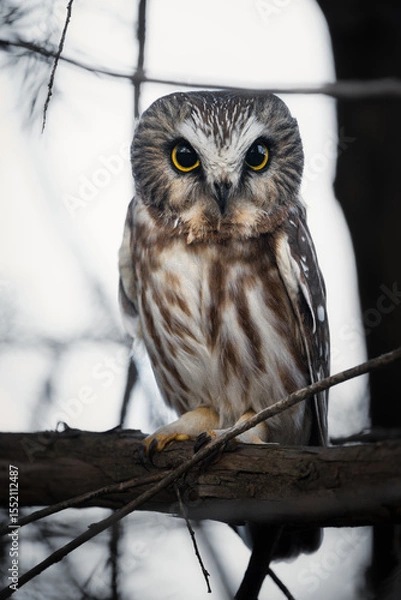 Obraz A Northern Saw-whet Owl (Aegolius acadicus) sits alert at dusk with wide, piercing yellow eyes, ready to begin its nocturnal hunt.