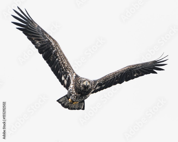 Obraz A close-up of a juvenile bald eagle mid-flight, showing mottled plumage and powerful wingbeats.
