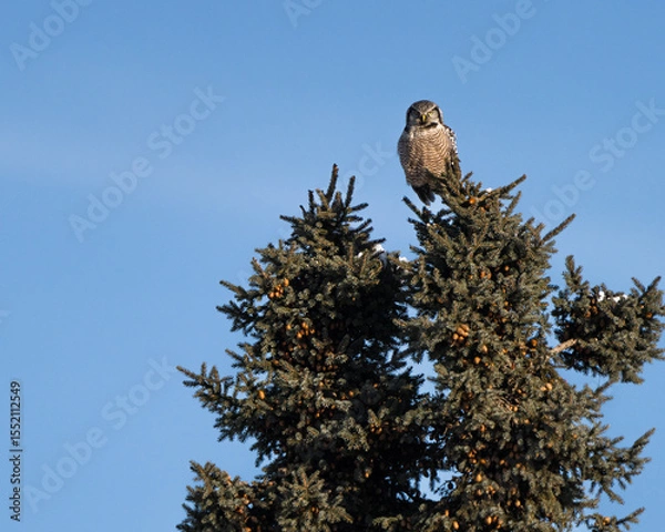 Obraz A Northern Hawk Owl perches at the top of a tall pine tree, surveying the landscape with intense focus.