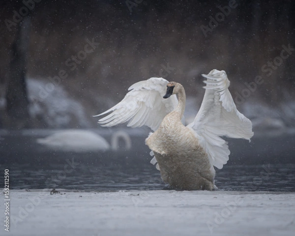 Obraz A trumpeter swan flaps its wings as it emerges from an icy lake during a snowstorm. 