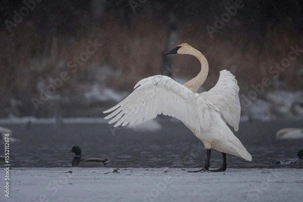 Obraz A trumpeter swan stretches its wings on a frozen lake surrounded by soft falling snow.