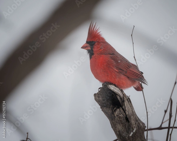 Obraz A male Northern Cardinal perches on a snow-covered branch, its vivid red plumage standing out against the soft white of a winter day.