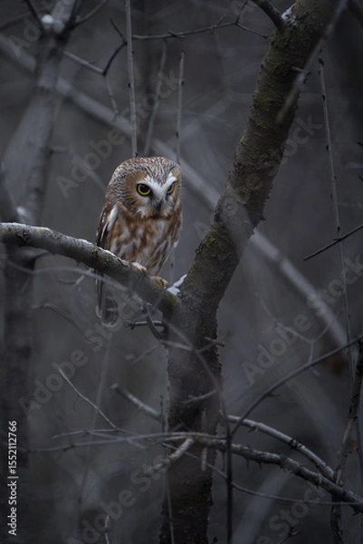 Obraz A saw-whet owl waking up at dusk and getting ready for a night of hunting. 