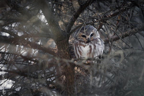 Obraz A saw-whet owl roosting against the trunk of a pine tree. 