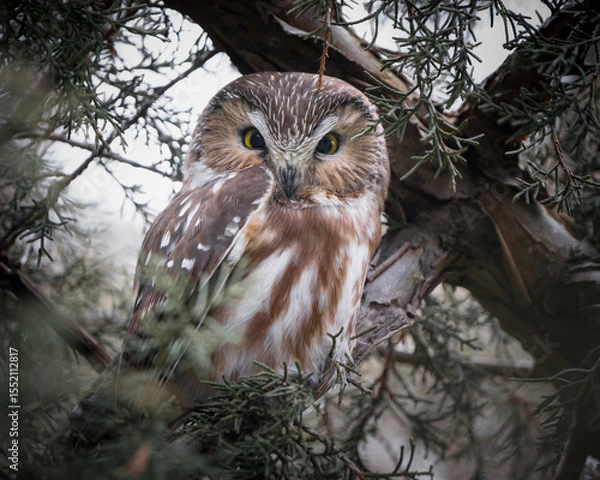 Obraz A saw-whet owl opens its eyes and looks out from its perch in a pine tree.