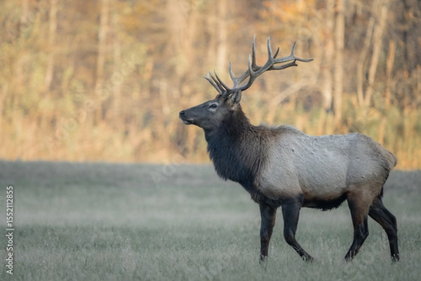 Obraz A large bull elk walks through a meadow as the sunset lights up the trees in the background.