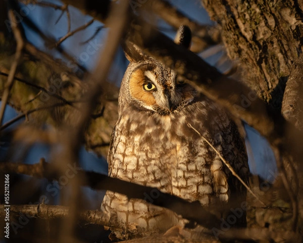 Obraz Sunrise catches a long-eared owl tucked into the branches of a tree.