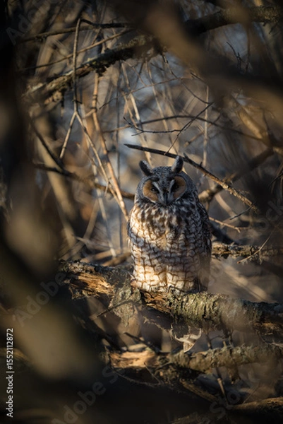 Obraz A long-eared owl roosts deep in the forest as the morning sun filters through the trees.
