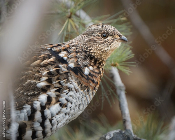 Obraz A portrait of a ruffed grouse.