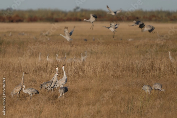 Obraz A group of sandhill cranes arches their necks with grace as more cranes descend in the background, filling the wetland with motion and life.