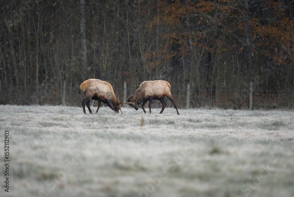 Obraz Two young bull elk spar in a frost-covered field at sunrise, testing their strength during the early stages of the rut.