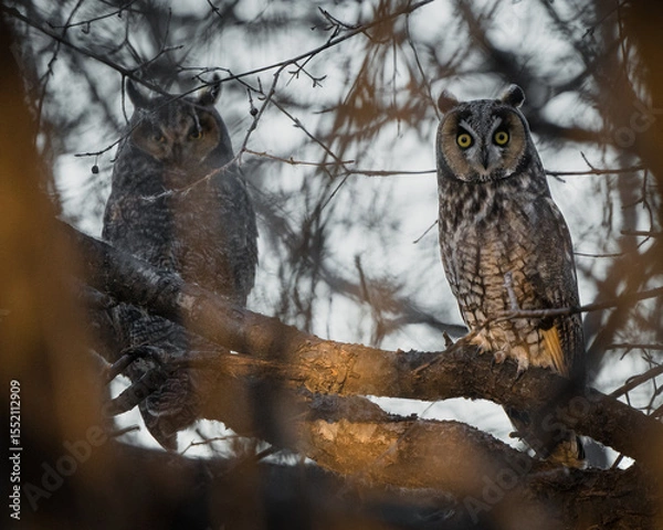 Obraz Two long-eared owls roost closely together in the shelter of a tree