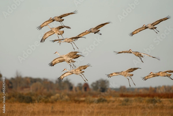 Obraz A flock of sandhill cranes flies over a wetlands at sunset during the fall migration. 