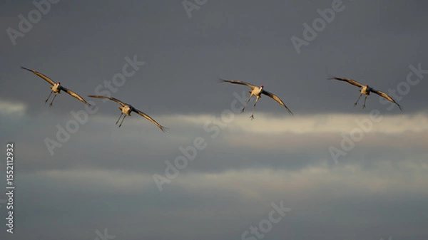 Obraz Four sandhill cranes soar gracefully through the sky at sunset during their autumn migration.