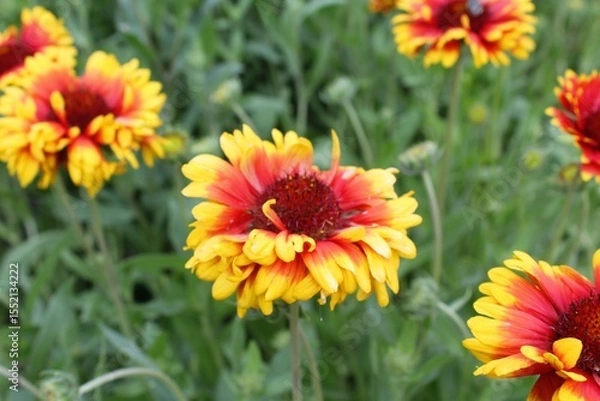 Fototapeta Gaillardia aristata red yellow flower in bloom,	
