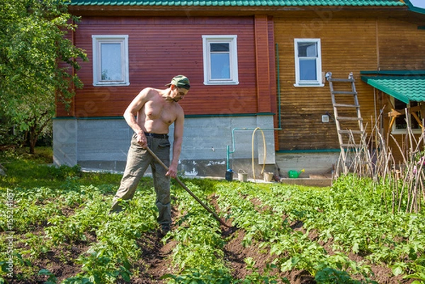 Fototapeta A European man tends potatoes on his plot of land.