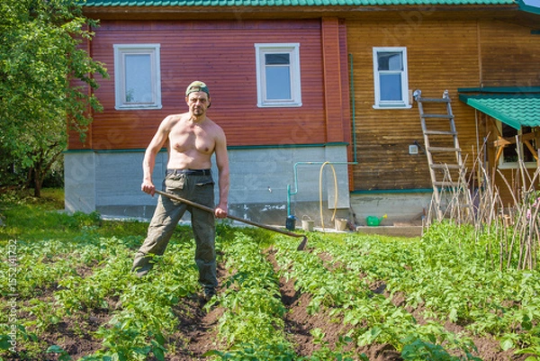 Fototapeta A European man tends potatoes on his plot of land. He looks at the camera.