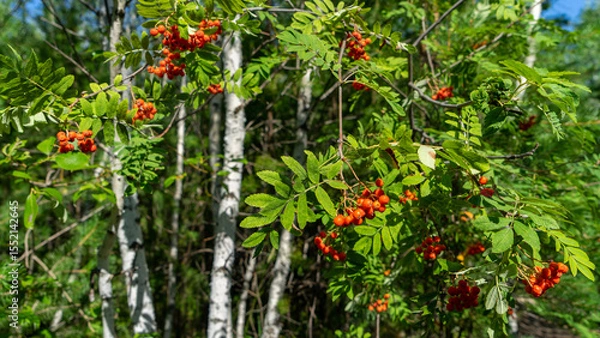 Fototapeta Rowan branches with orange and red berries on background of white birch trunks. Walking through forest on sunny summer day