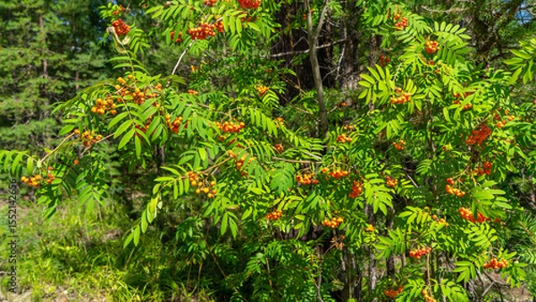 Fototapeta Rowan tree with orange and red berries on the background of green woodland. Walking through the forest on sunny summer day. Summer herbarium