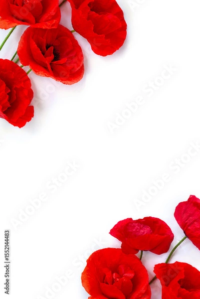 Obraz Flowers red poppies ( corn poppy, corn rose, field poppy ) on a white background with space for text. Top view, flat lay