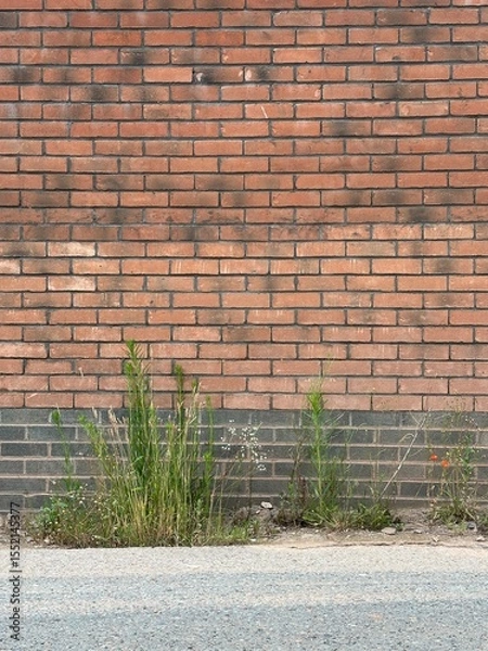 Obraz brick wall background with plants