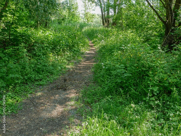 Fototapeta A small path in the forest.