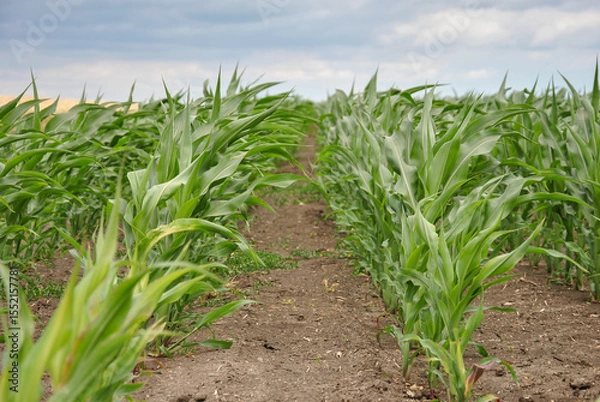 Fototapeta rows of young corn in the field