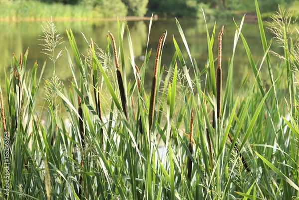 Fototapeta Cattail close-up. The stem of the cattail ends in a spadix-shaped inflorescence, long leaves. Cattail against the background of a pond, lake. Natural summer background. Plant background