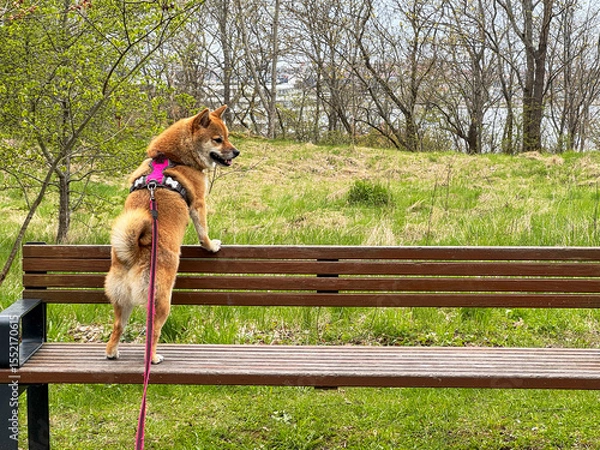 Fototapeta Adorable red Shiba Inu dog happily walking on lush green grass outdoors on a sunny summer day. High-quality, pet-friendly image perfect for nature, outdoor, or lifestyle projects. Copy space.