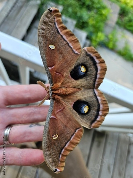 Fototapeta Polyphemus moth on hand