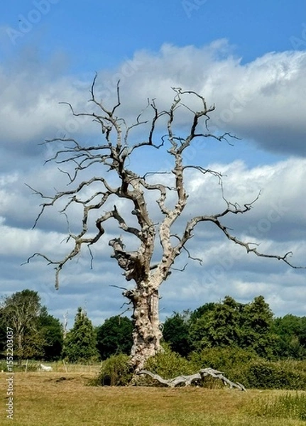 Fototapeta Single tree with no foliage in field against blue cloudy sky