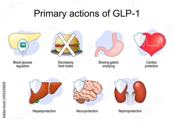 Fototapeta GLP-1. Key Roles of Glucagon-like peptide-1