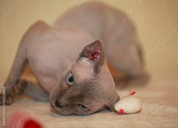 Fototapeta Portrait of cute sphinx kitten