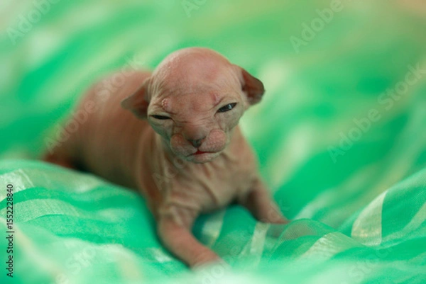 Fototapeta Portrait of cute sphinx kitten